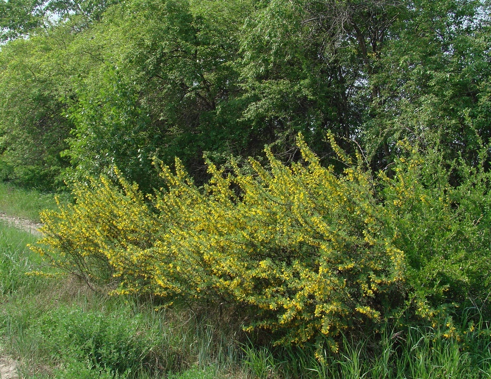 Изображение особи Caragana spinosa.