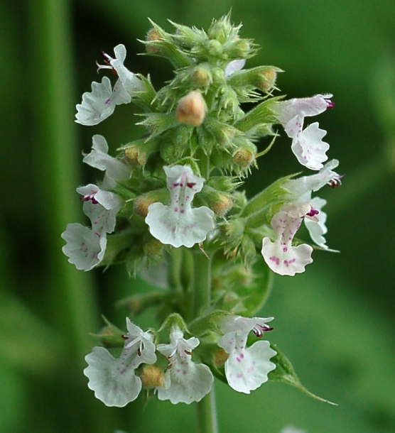 Image of Nepeta cataria specimen.