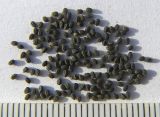 Euphorbia nutans