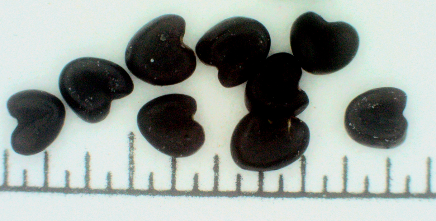 Image of Astragalus danicus specimen.