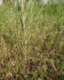 Tragopogon podolicus