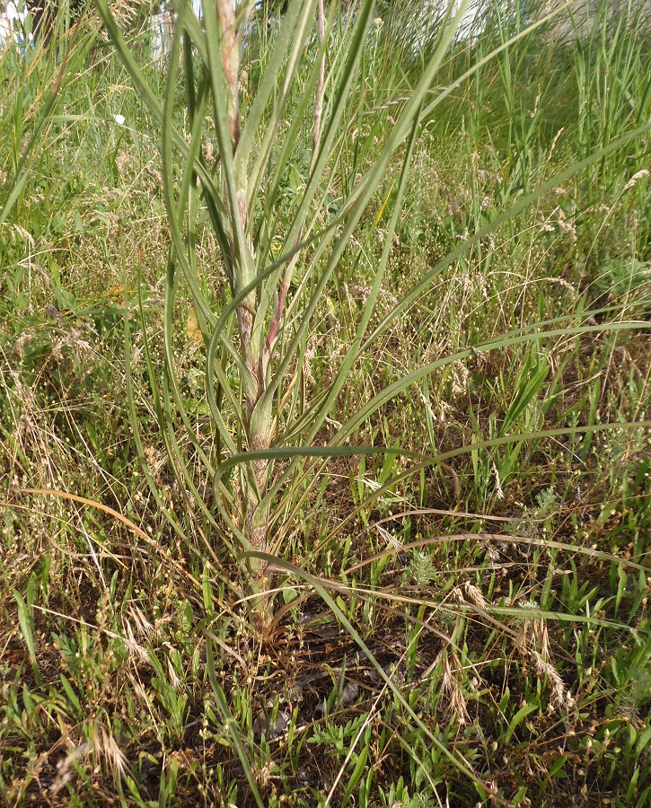 Image of Tragopogon podolicus specimen.