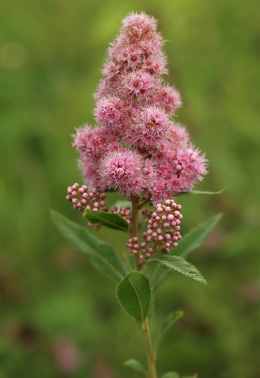 Изображение особи Spiraea salicifolia.