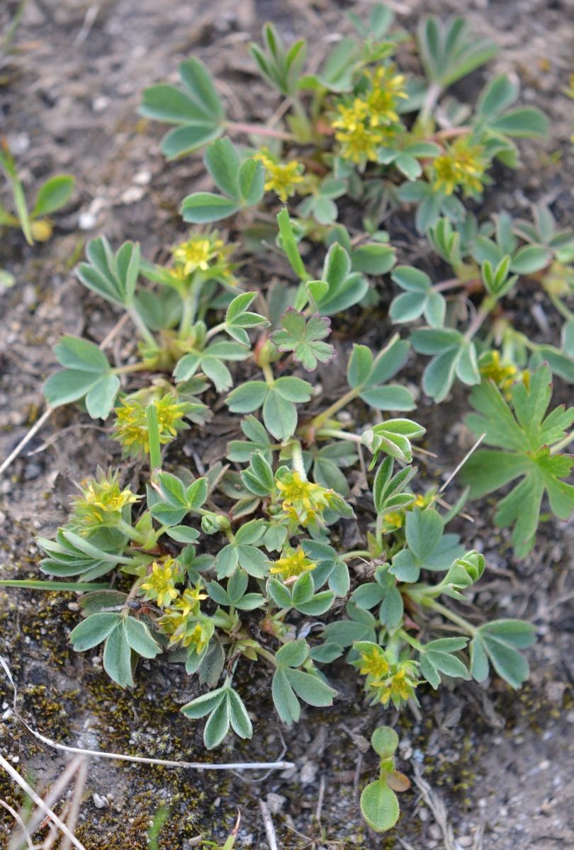 Изображение особи Sibbaldia procumbens.