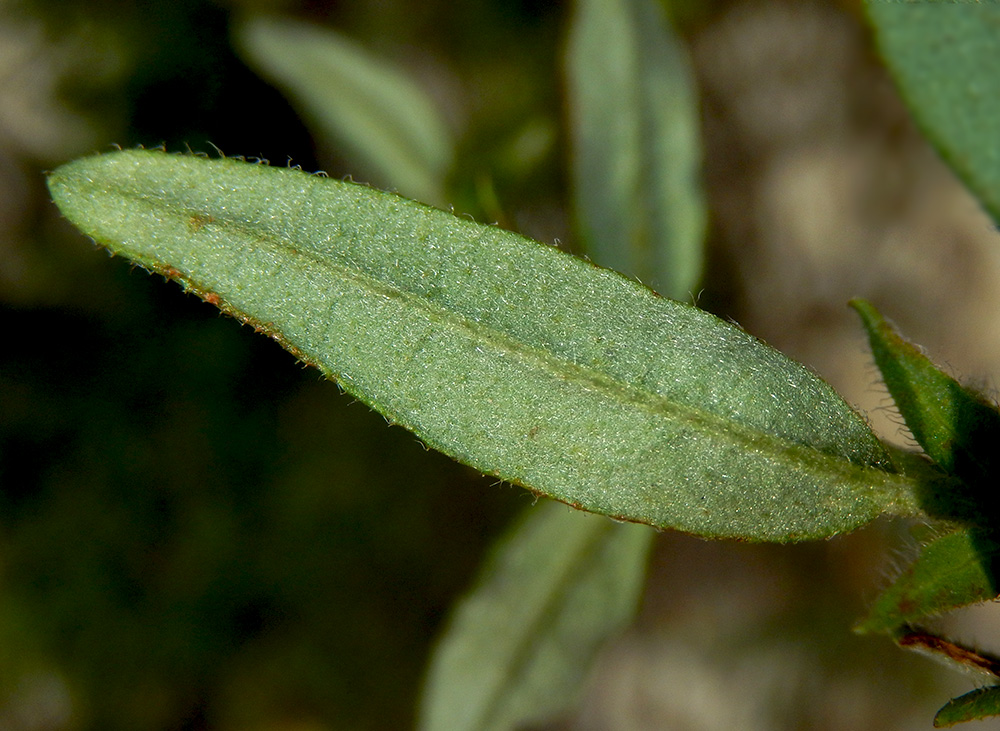 Image of Helianthemum ovatum specimen.