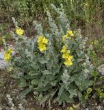 Verbascum undulatum