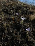 Crocus reticulatus