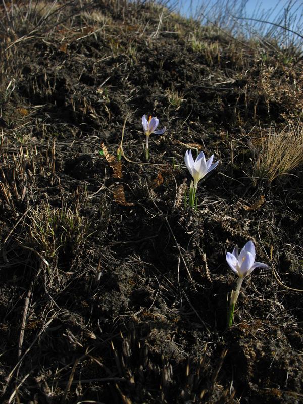 Изображение особи Crocus reticulatus.