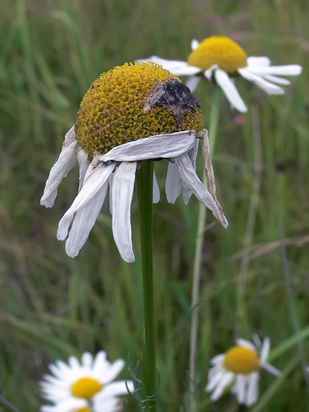 Изображение особи Tripleurospermum inodorum.