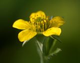 Geum aleppicum