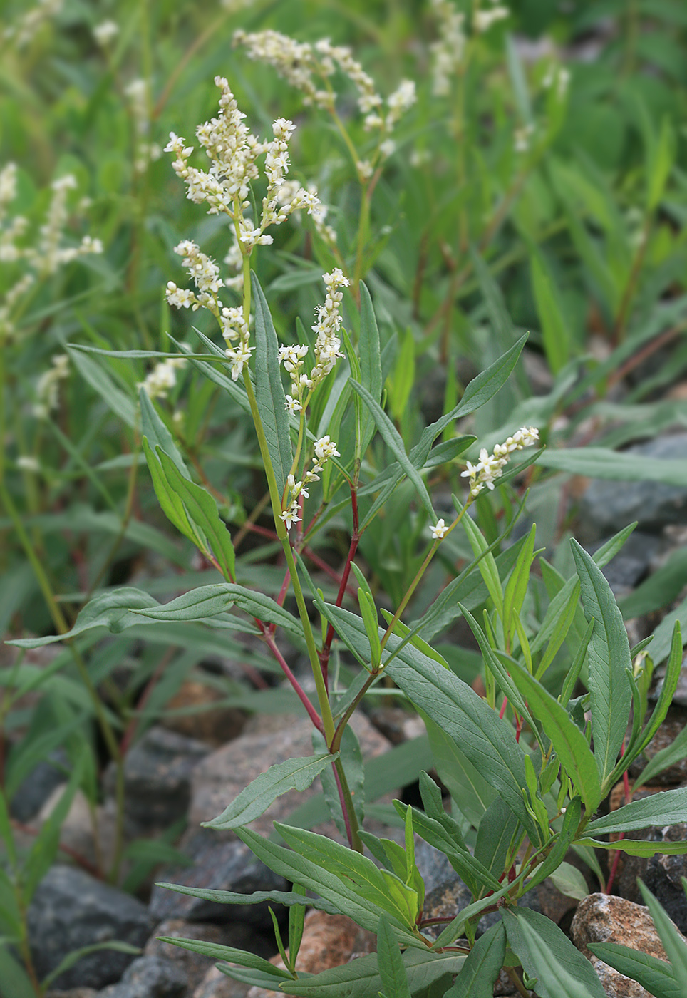 Изображение особи Aconogonon divaricatum.