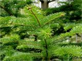 Abies alba