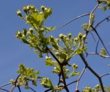 Crataegus crus-galli