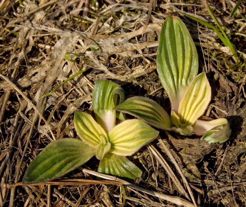 Изображение особи Plantago media.