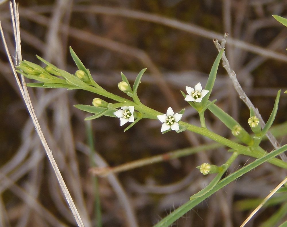 Изображение особи Thesium ramosum.