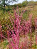 Chamaenerion angustifolium. Верхушка плодоносящего растения. Магаданская обл., г. Магадан, Колымская трасса, ост. \"Аммональная\", разнотравная поляна. 28.08.2010.