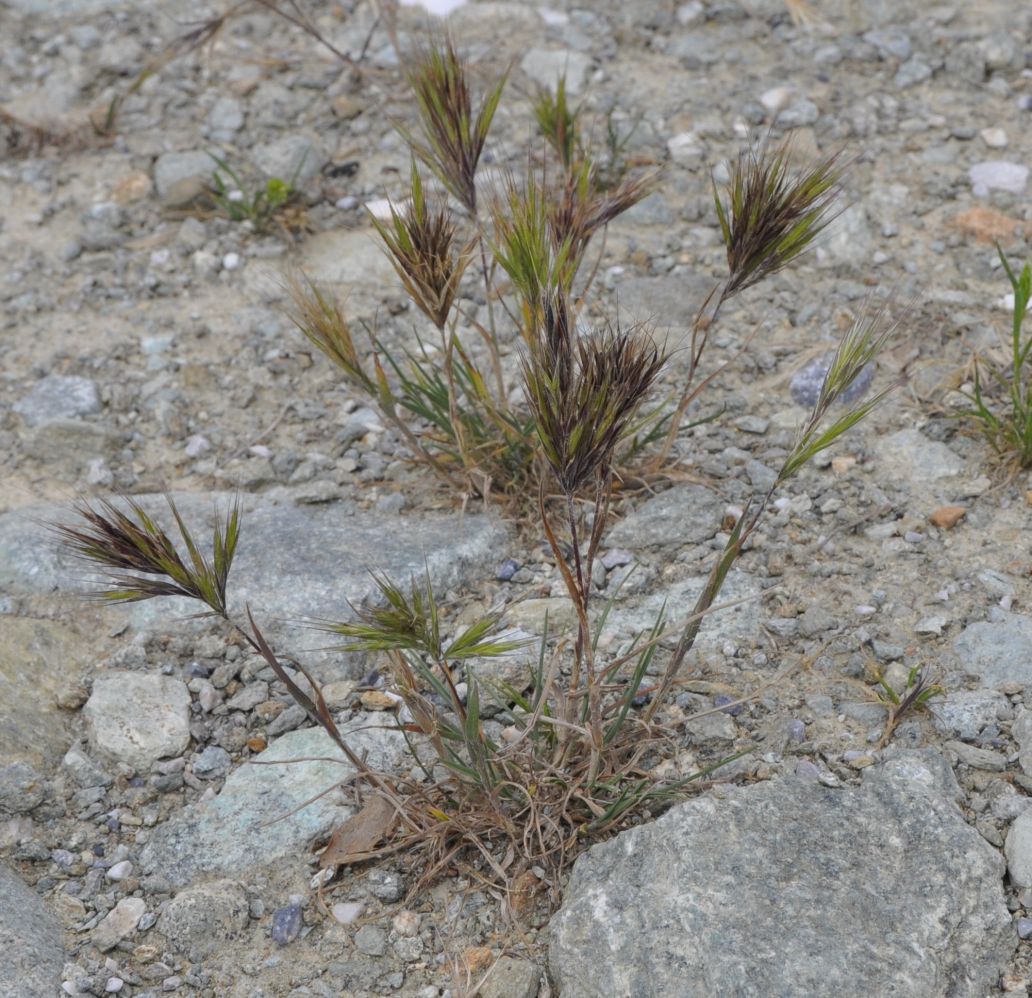 Image of Anisantha madritensis specimen.