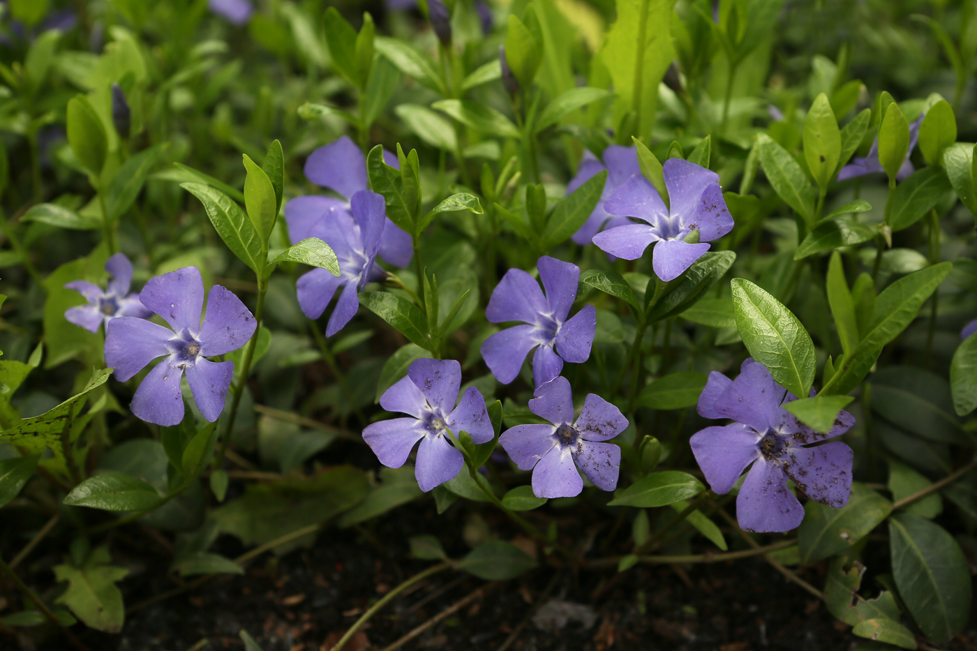 Image of Vinca minor specimen.