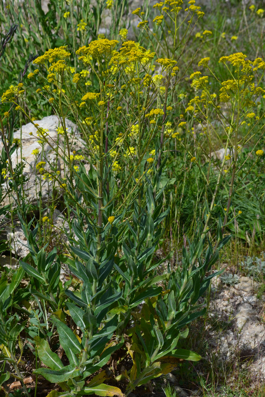 Image of Isatis littoralis specimen.