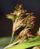 Juncus acutus