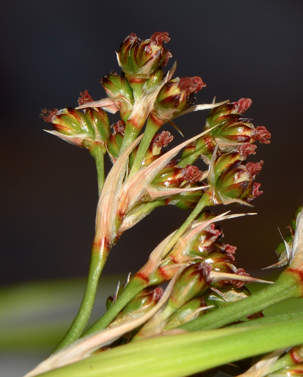 Image of Juncus acutus specimen.