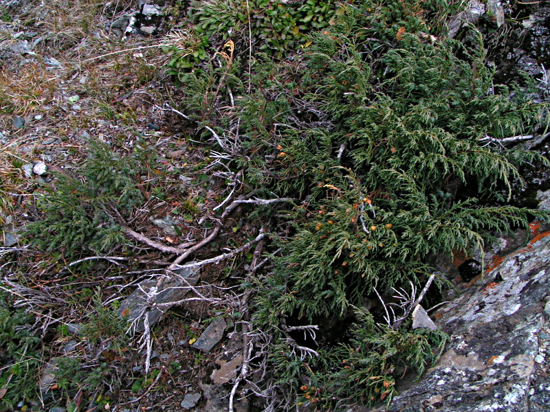 Image of Juniperus sabina specimen.