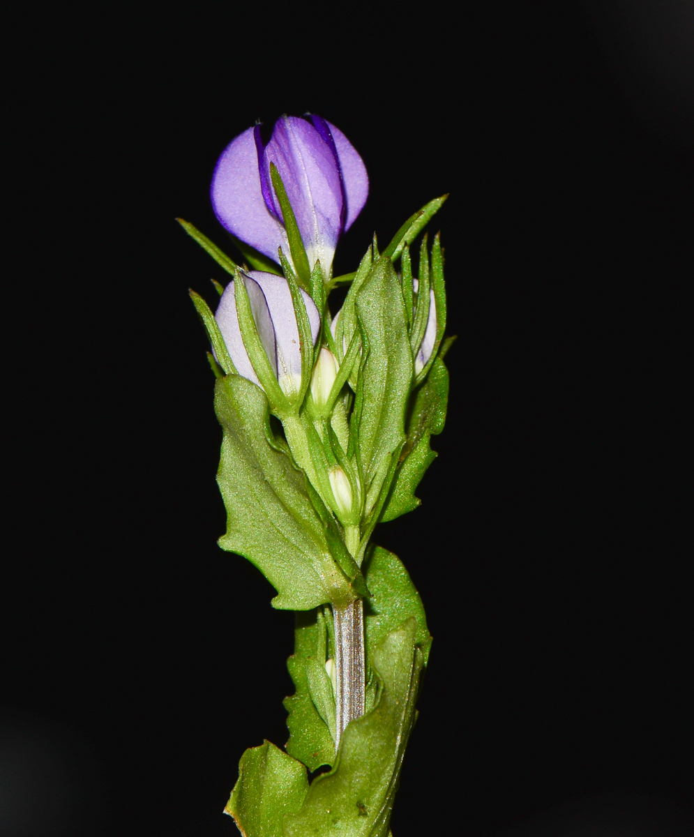 Image of Legousia speculum-veneris specimen.