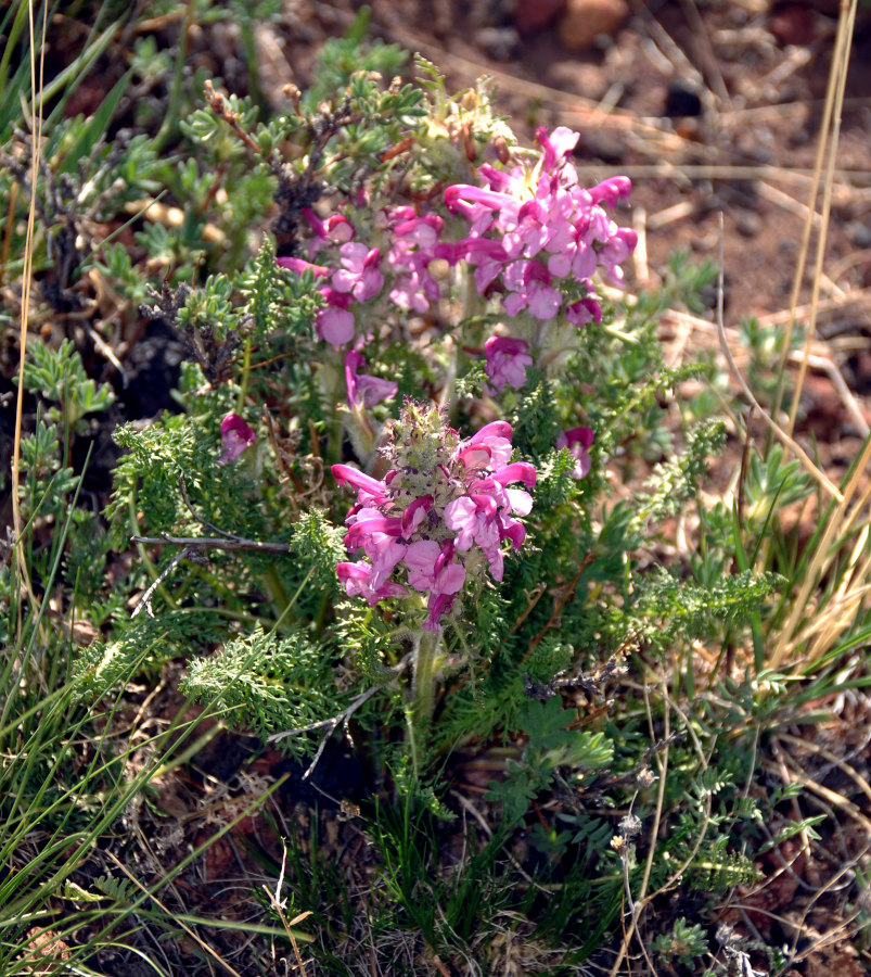 Изображение особи Pedicularis rubens.