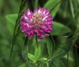 Trifolium medium. Соцветие и листья. Московская обл., Раменский р-н, окр. ж.-д. платформы Хрипань, просека под ЛЭП. 04.07.2017.