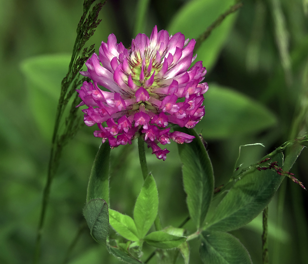 Изображение особи Trifolium medium.