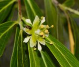 Quillaja brasiliensis