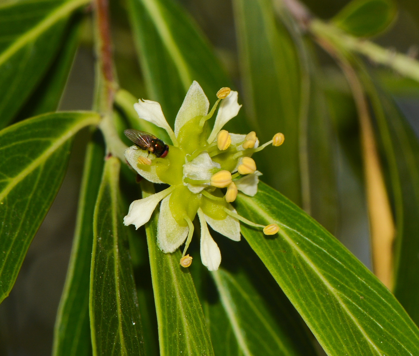 Изображение особи Quillaja brasiliensis.