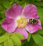 Rosa amblyotis