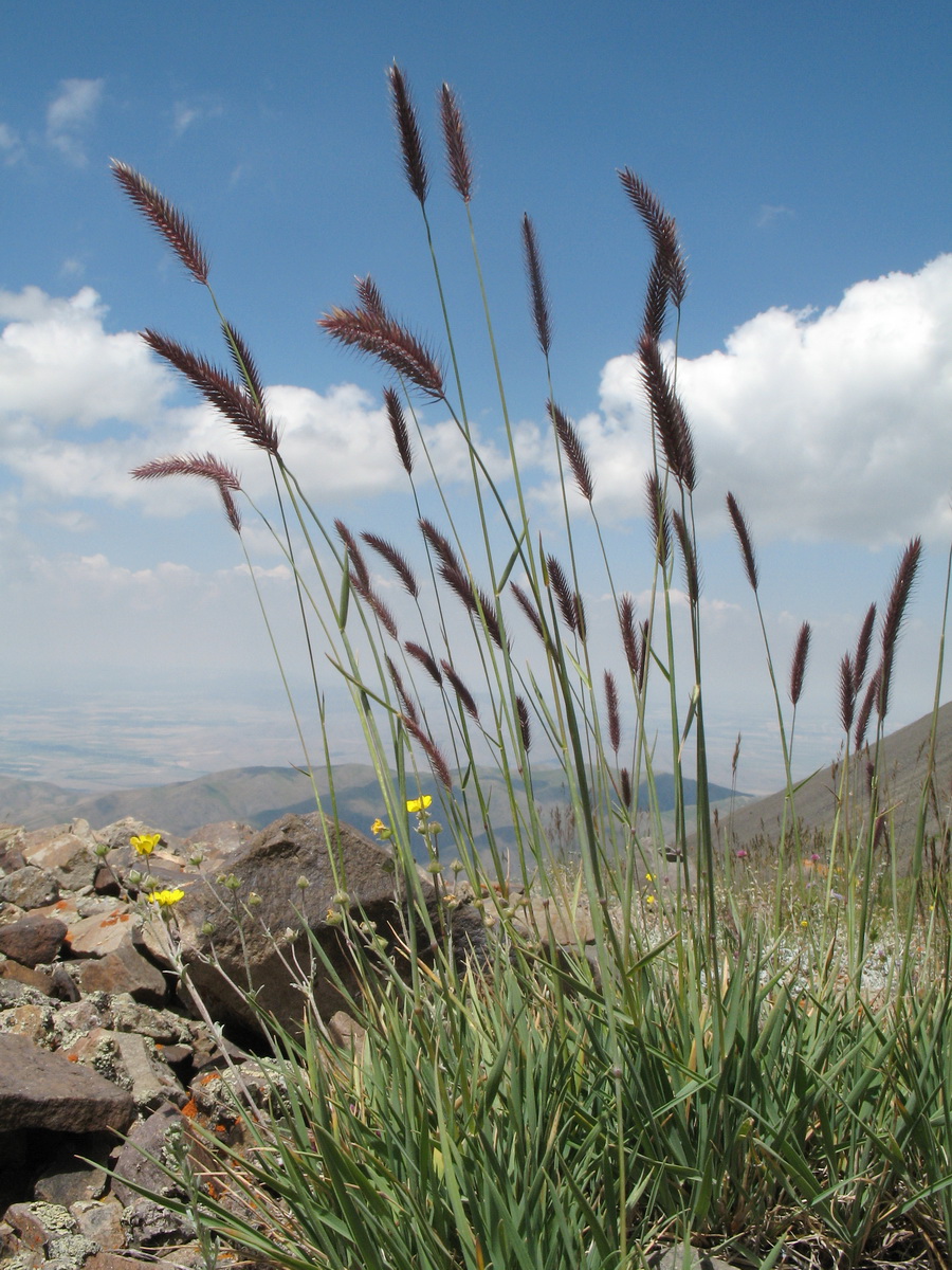 Image of Hordeum turkestanicum specimen.