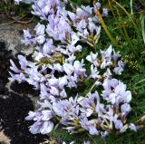 Astragalus levieri