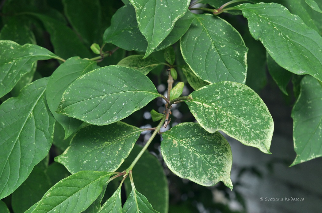 Image of Syringa × henryi specimen.