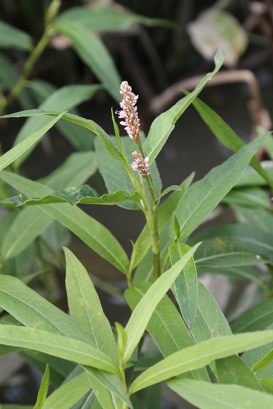 Image of Persicaria amphibia specimen.