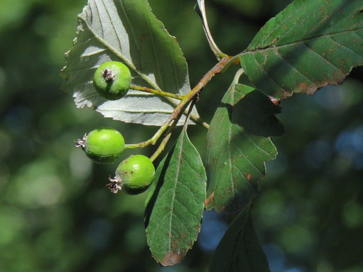 Изображение особи Sorbus takhtajanii.