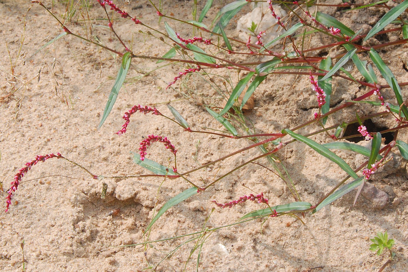 Image of Persicaria minor specimen.