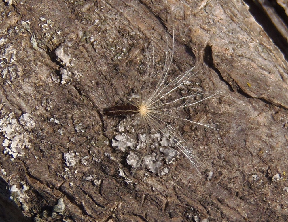 Image of Picris hieracioides specimen.