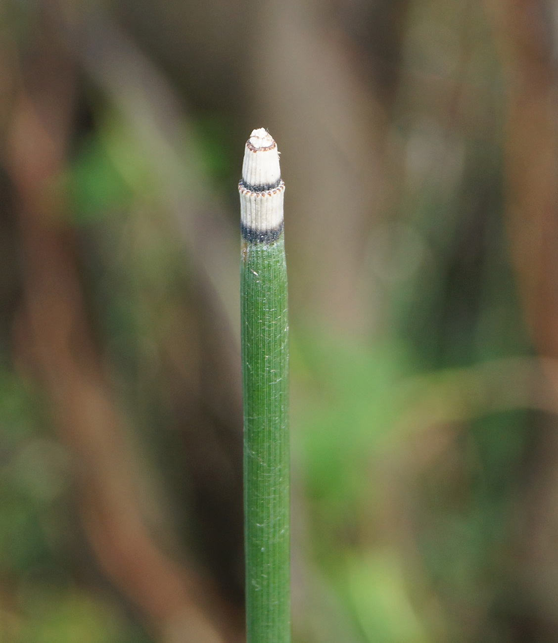 Image of Equisetum hyemale specimen.