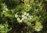 Platycladus orientalis. Часть побега с незрелыми шишками. Украина, г. Запорожье, пос. Солнечный, перед Институтом масличных культур. 12.07.2017.
