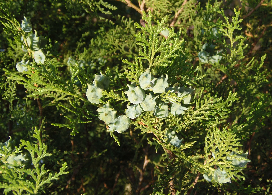 Изображение особи Platycladus orientalis.