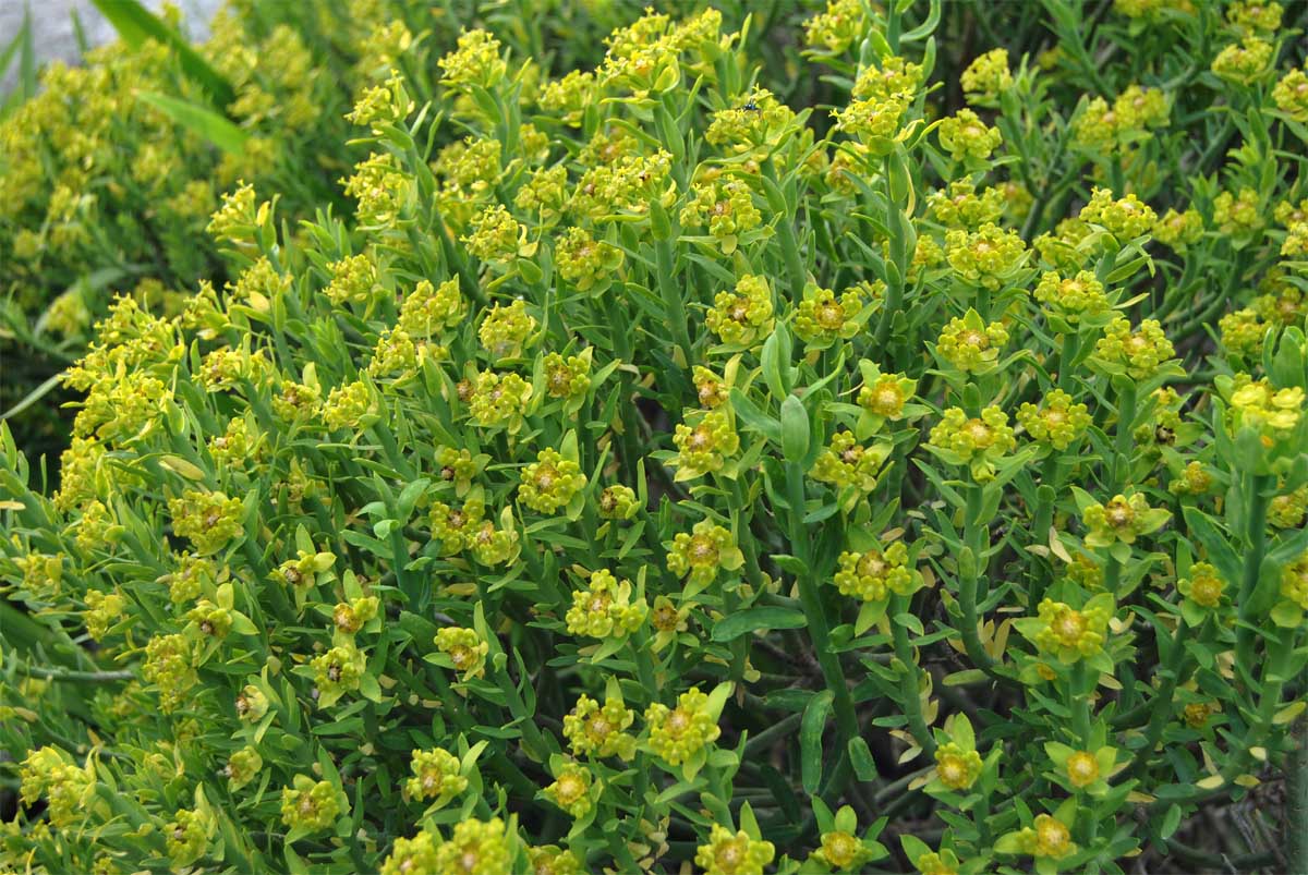 Изображение особи Euphorbia mauritanica.