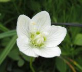 Parnassia palustris. Цветок. Сахалинская обл., о. Итуруп, побережье зал. Касатка, заболоченный луг. 21.08.2107.