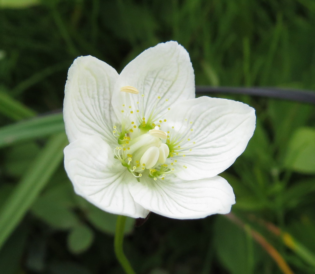 Изображение особи Parnassia palustris.