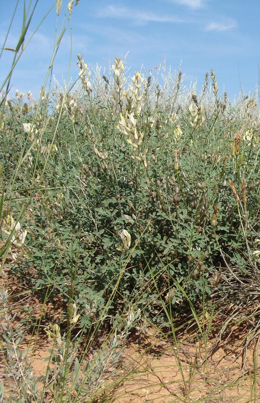 Image of Astragalus albicaulis specimen.