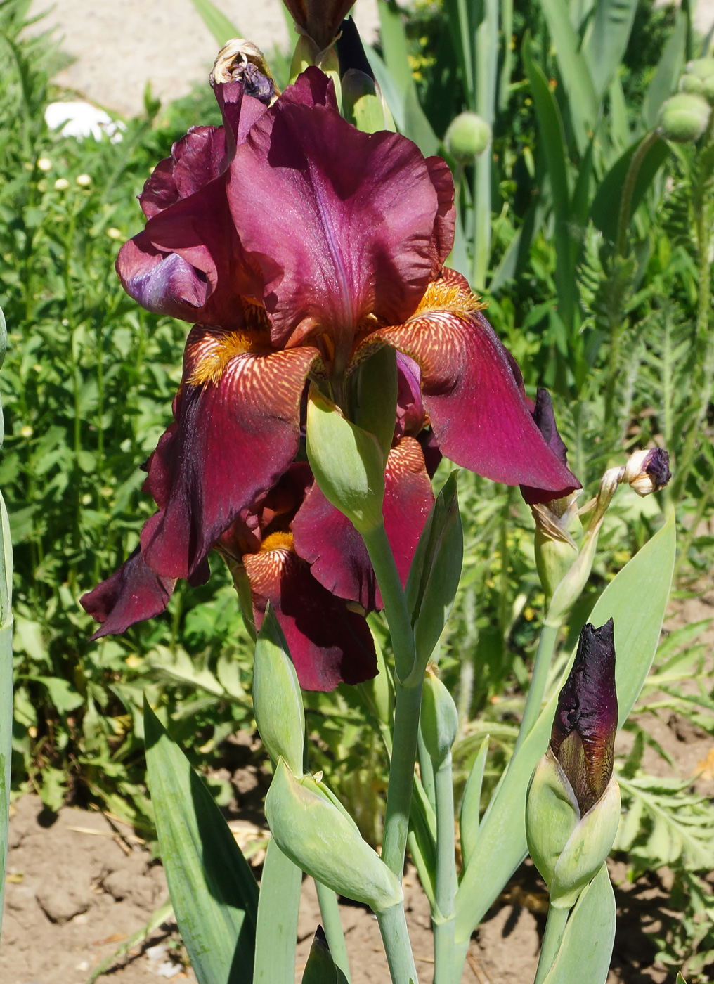 Image of Iris &times; hybrida specimen.