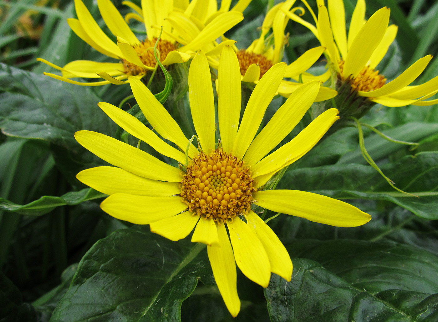 Image of Senecio pseudoarnica specimen.