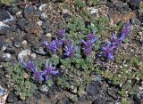 Dracocephalum origanoides. Цветущее растение. Монголия, аймак Архангай, вулкан Хэрийин, ≈ 2200 м н.у.м., осыпающийся каменистый склон. 06.06.2017.
